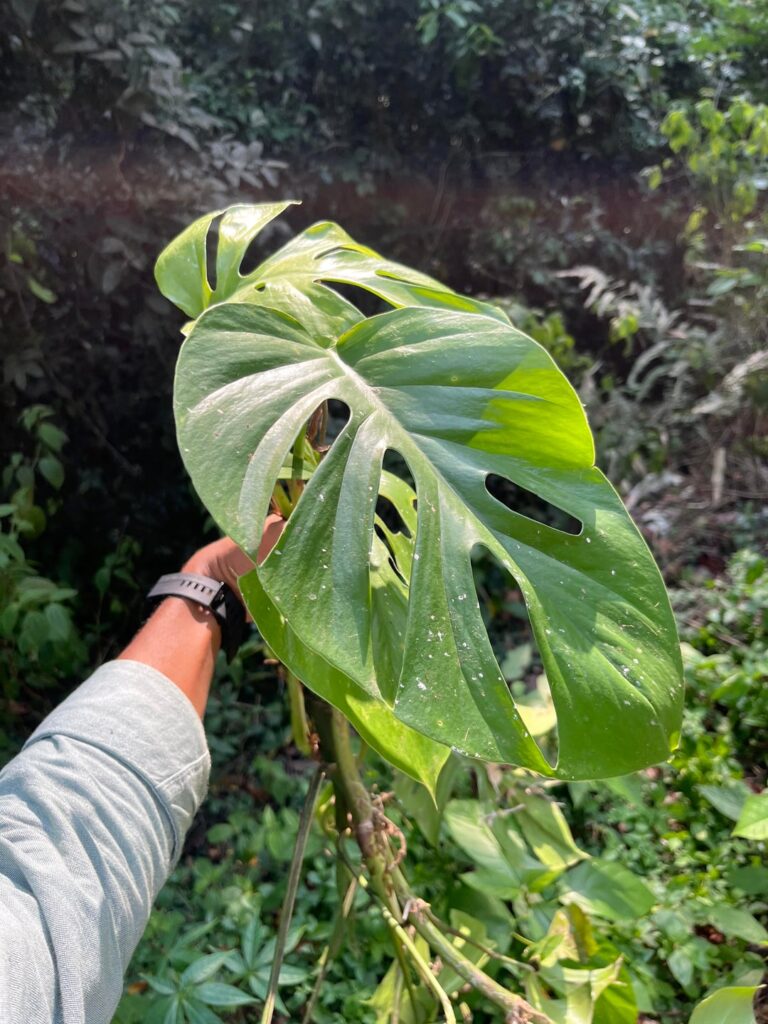 What is this plant
