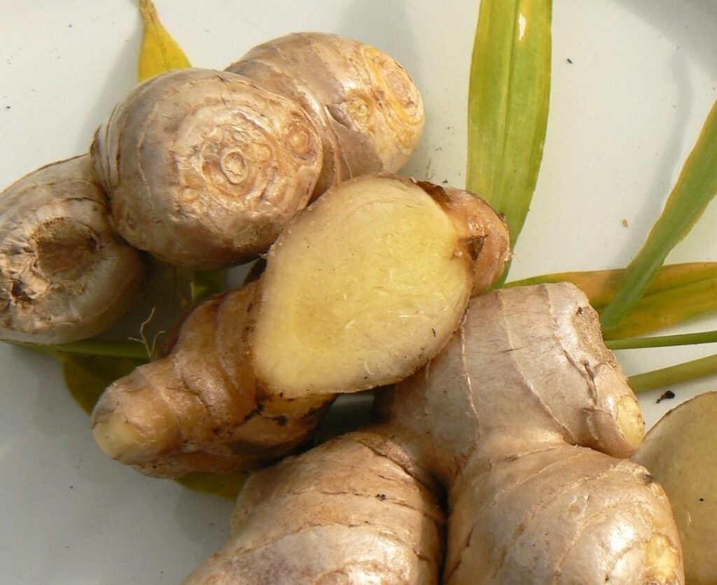 Growing ginger