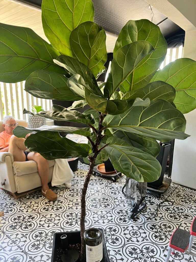 Where to chop?