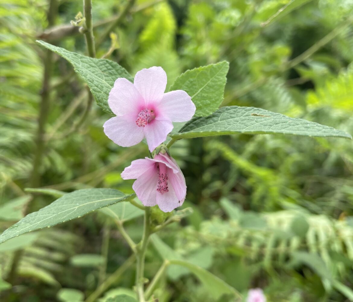 Congo Jute (𝘜𝘳𝘦𝘯𝘢 𝘭𝘰𝘣𝘢𝘵𝘢)