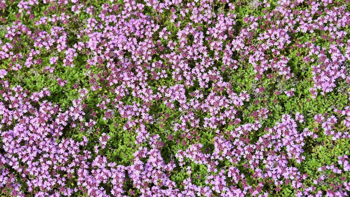 Creeping thyme Thymus praecox arcticus flowering in a garden