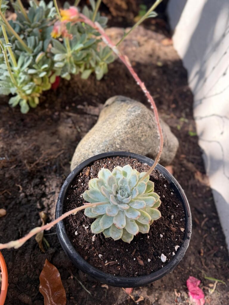 How’s my new Arctic Ice doing?
