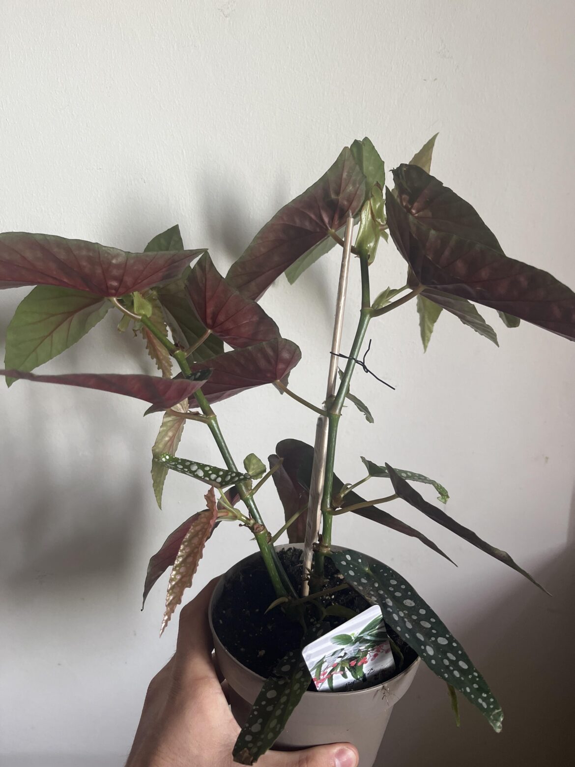Where should I prune?
