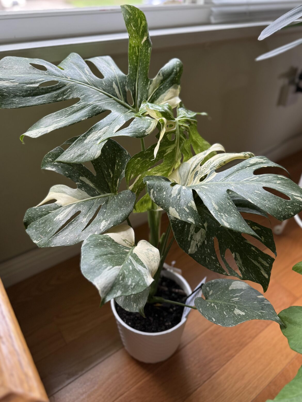 Just picked up this little guy yesterday! Never owned a monstera before, any tips/ tricks?