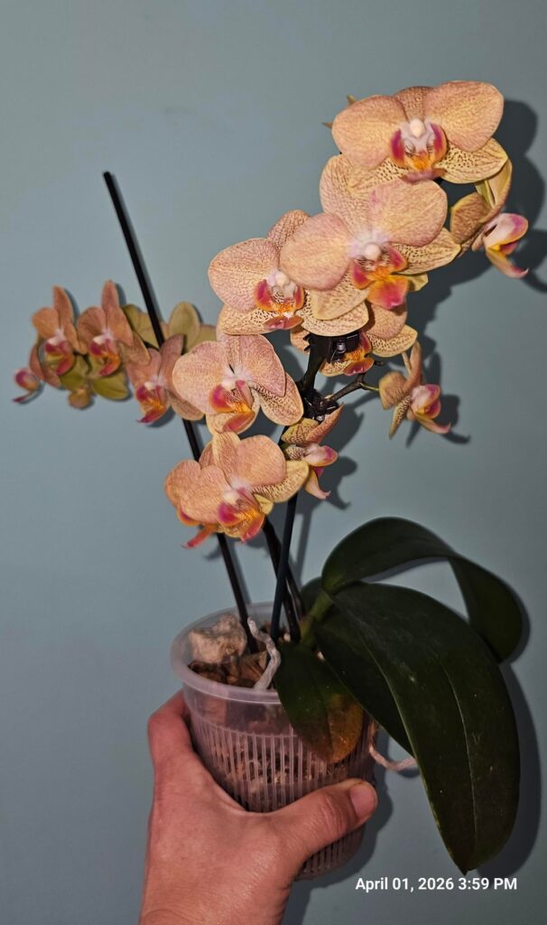 My most prolific bloom this season — 19 flowers!