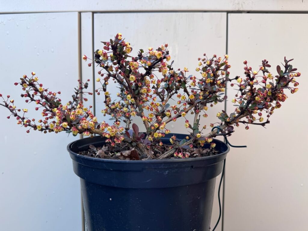 Budget berberis update - it’s flowering!!