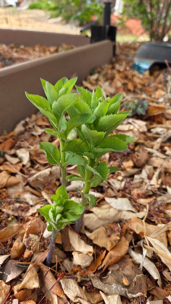 What is this plant?