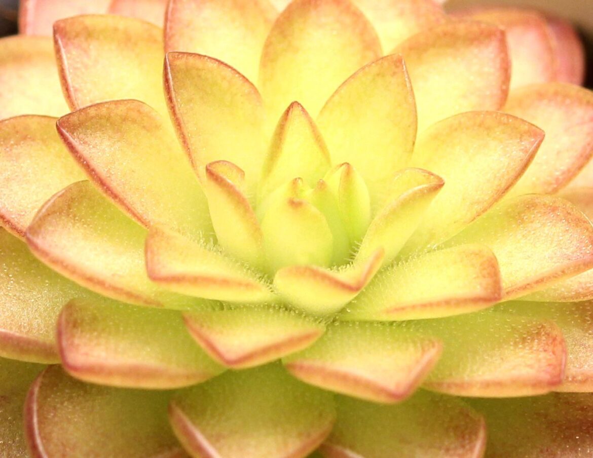 Pinguicula ‘Seductora’ 💛🧡🩷