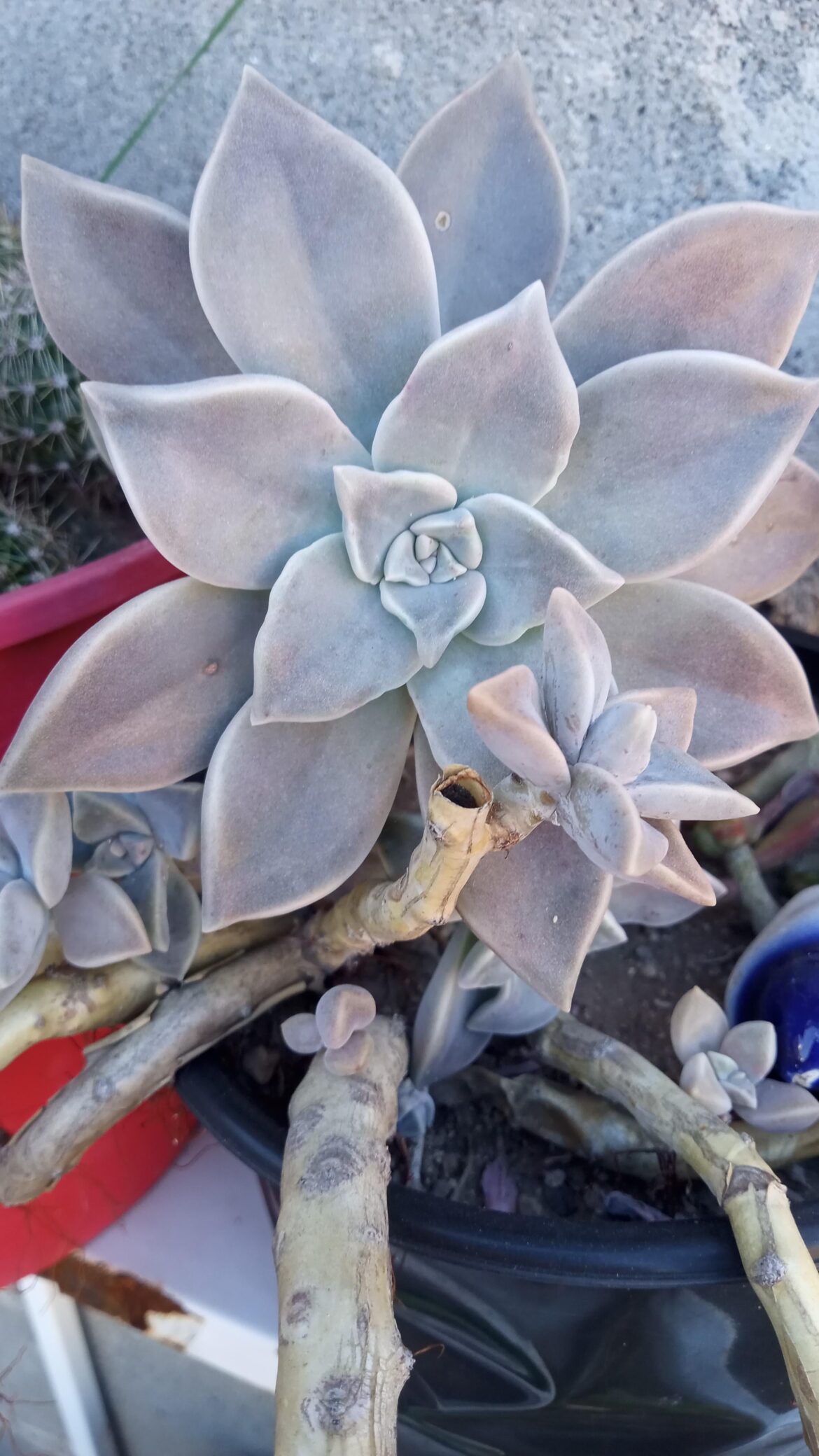 Que Le Pasa A Mi Plantita ??