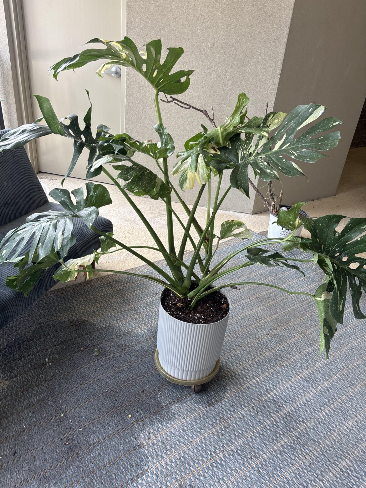 My bf and I are going to be growing massive Thais from scratch My bf and I are going to be growing massive Thais from scratch
