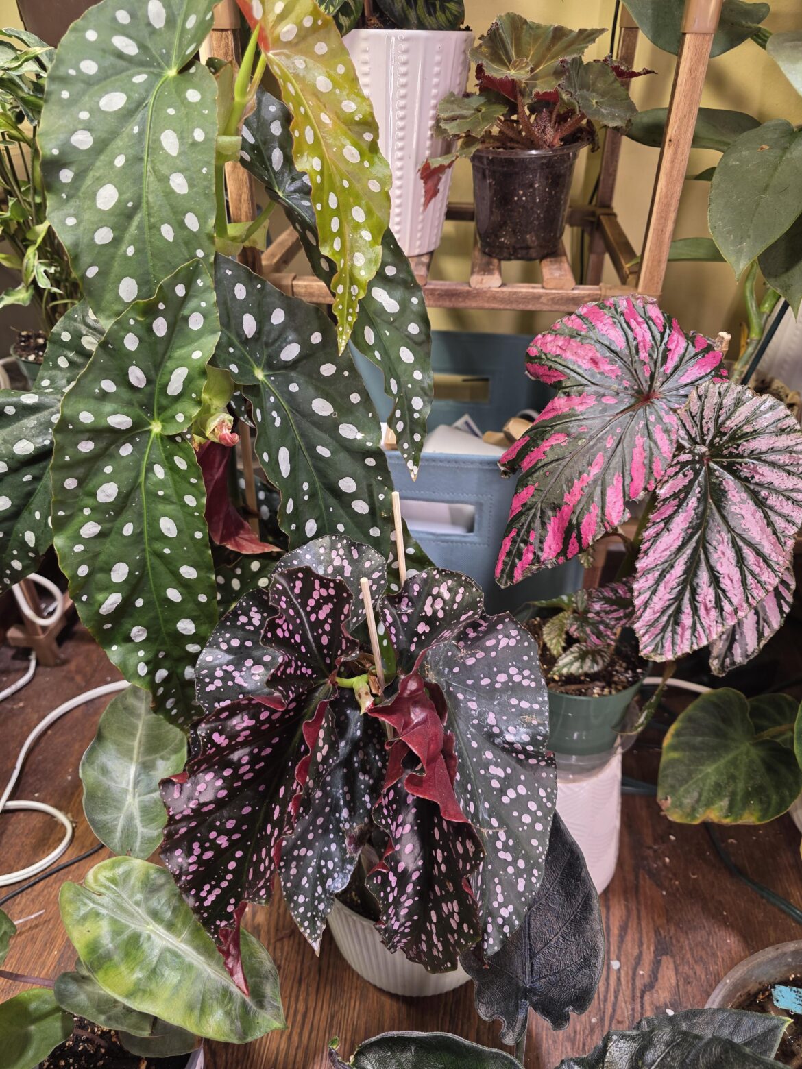 The addiction is real