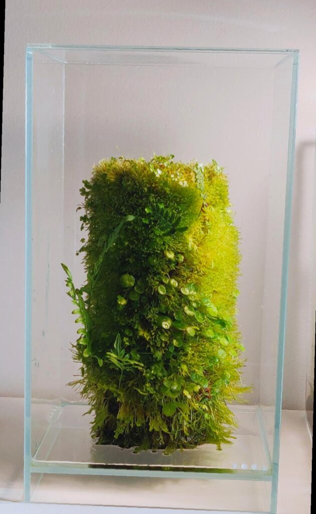 My DOOA Terra Base covered with moss