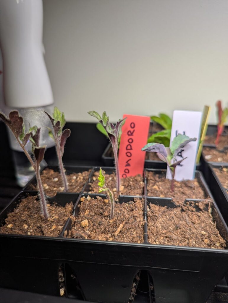 What’s going on with this tomato seedling? What's going on with this tomato seedling?