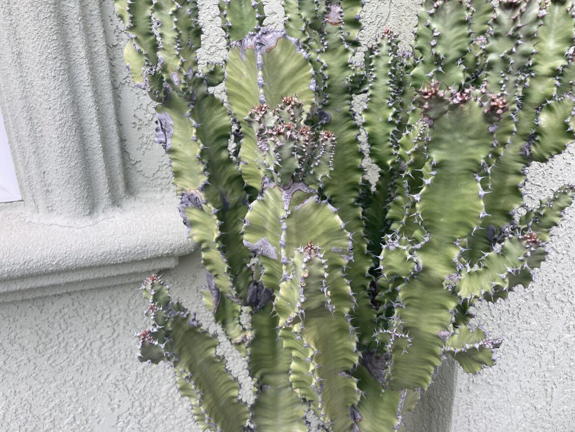 ID Please?