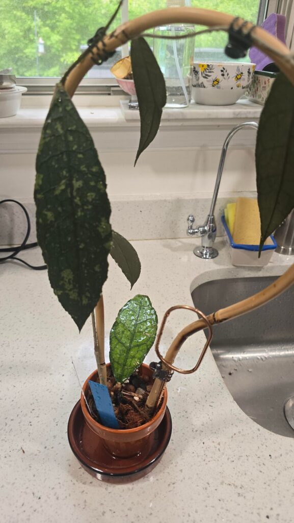 Unexpected fast grower
