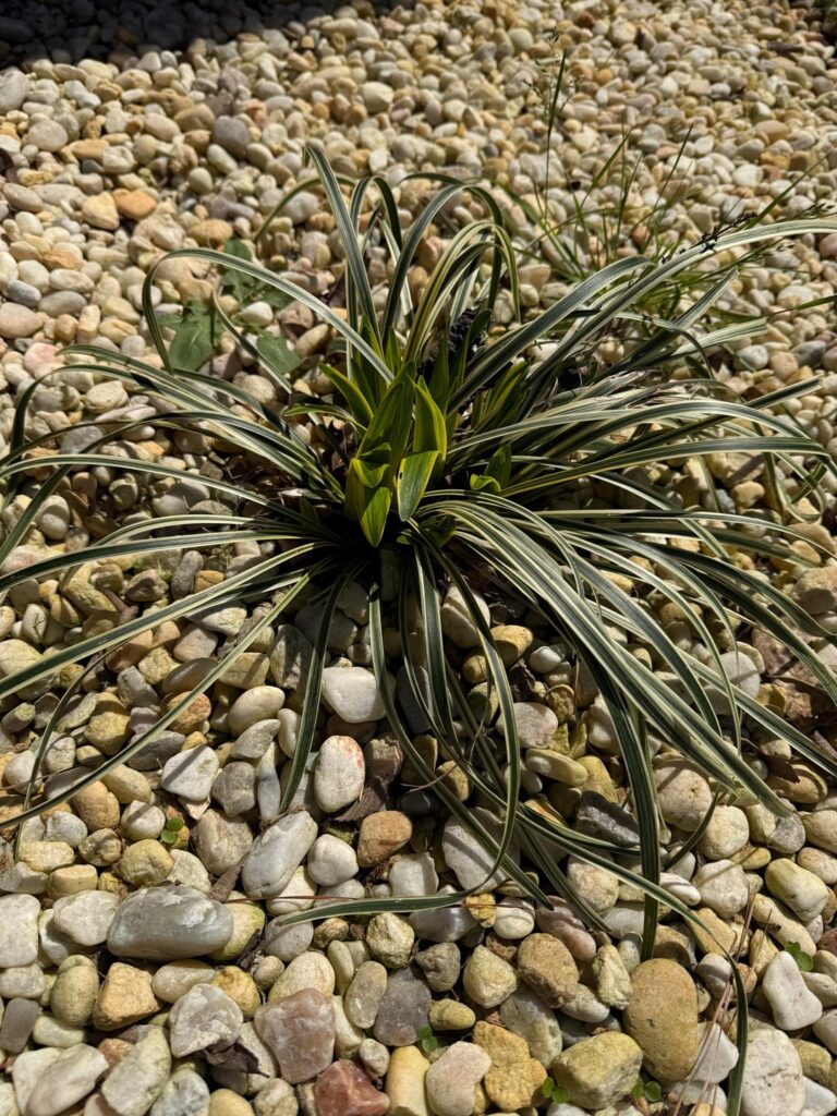 Seeking advice for eliminating grass and weeds in my rock-covered beds. Seeking advice for eliminating grass and weeds in my rock-covered beds.