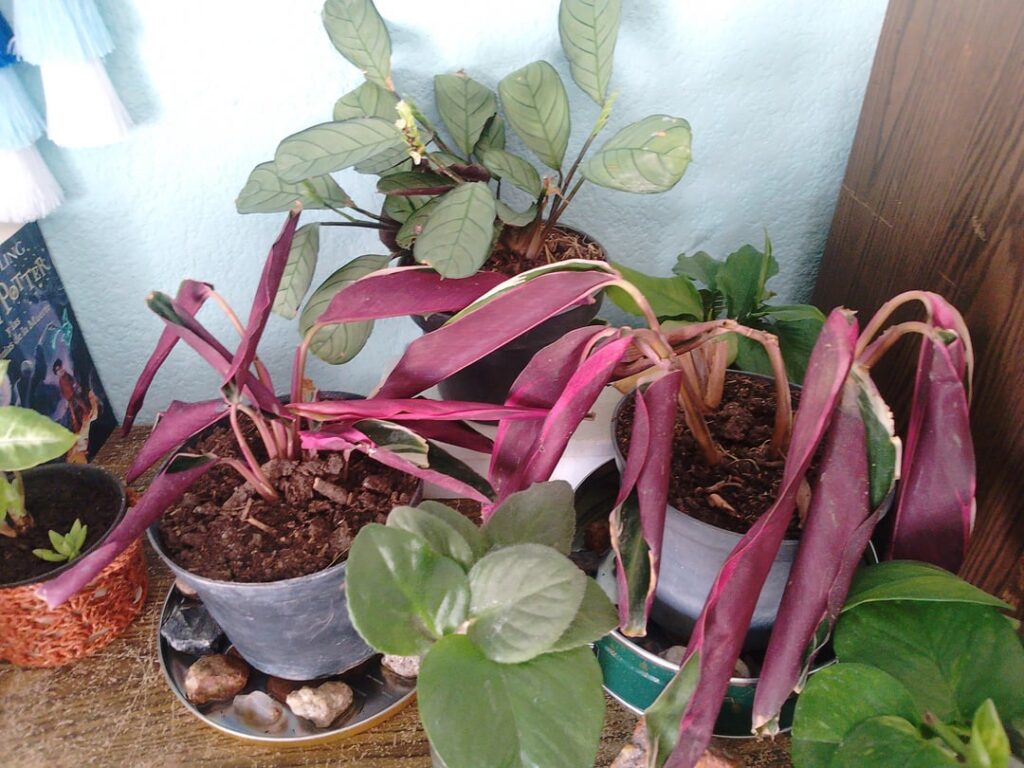 SOS! Severe transplant shock. Rescued Triostar from a “brick” of compacted soil. SOS! Severe transplant shock. Rescued Triostar from a "brick" of compacted soil.