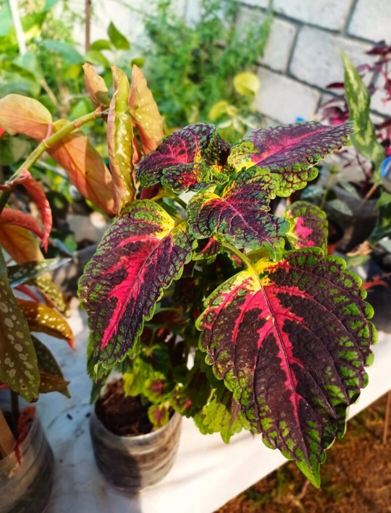 Life in Leaves