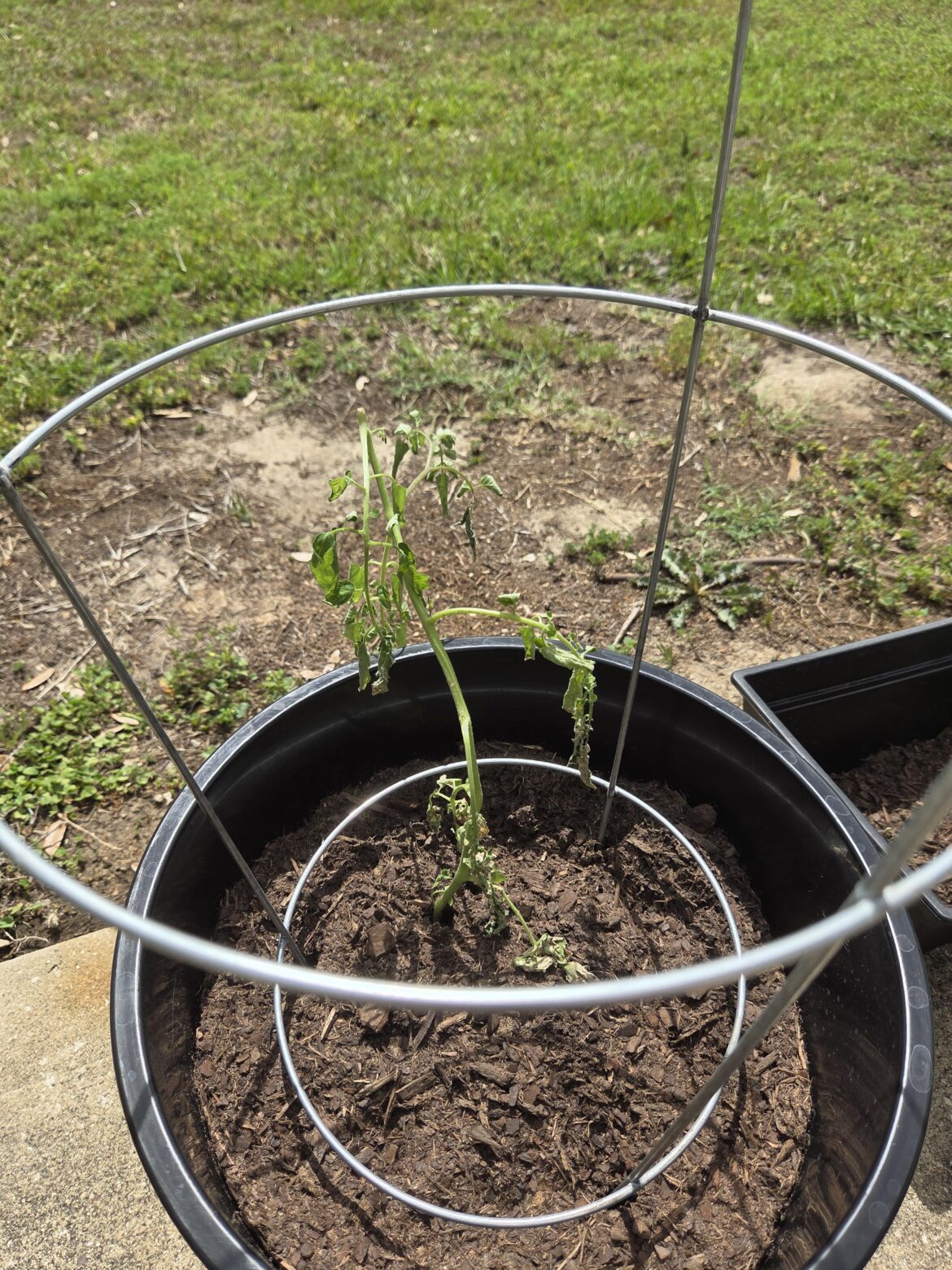 I needed to relocate the plant, and now its dying. I needed to relocate the plant, and now its dying.