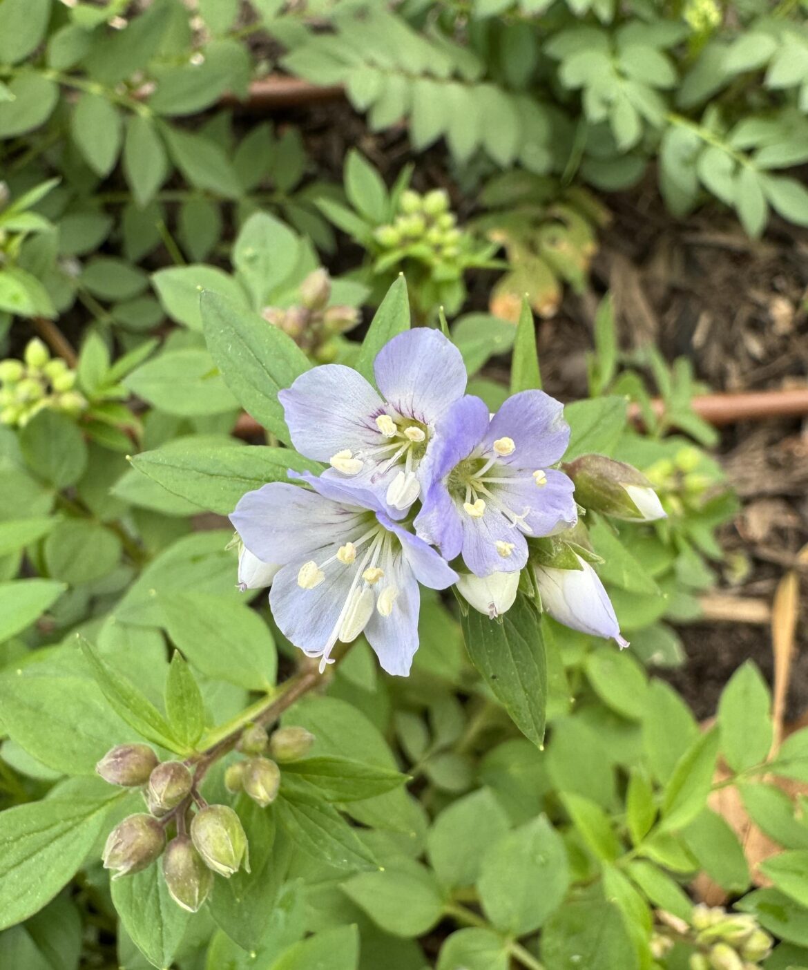 Polemonium reptans!