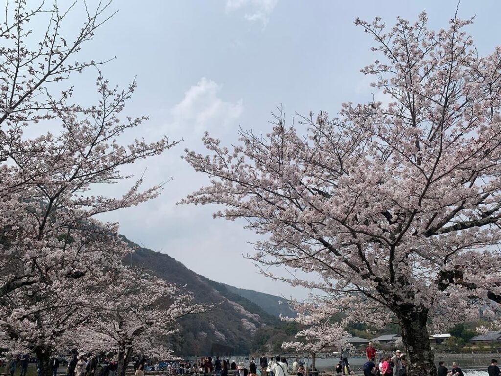 Can anyone ID Prunus jamasakura peak bloom from photos? Can anyone ID Prunus jamasakura peak bloom from photos?