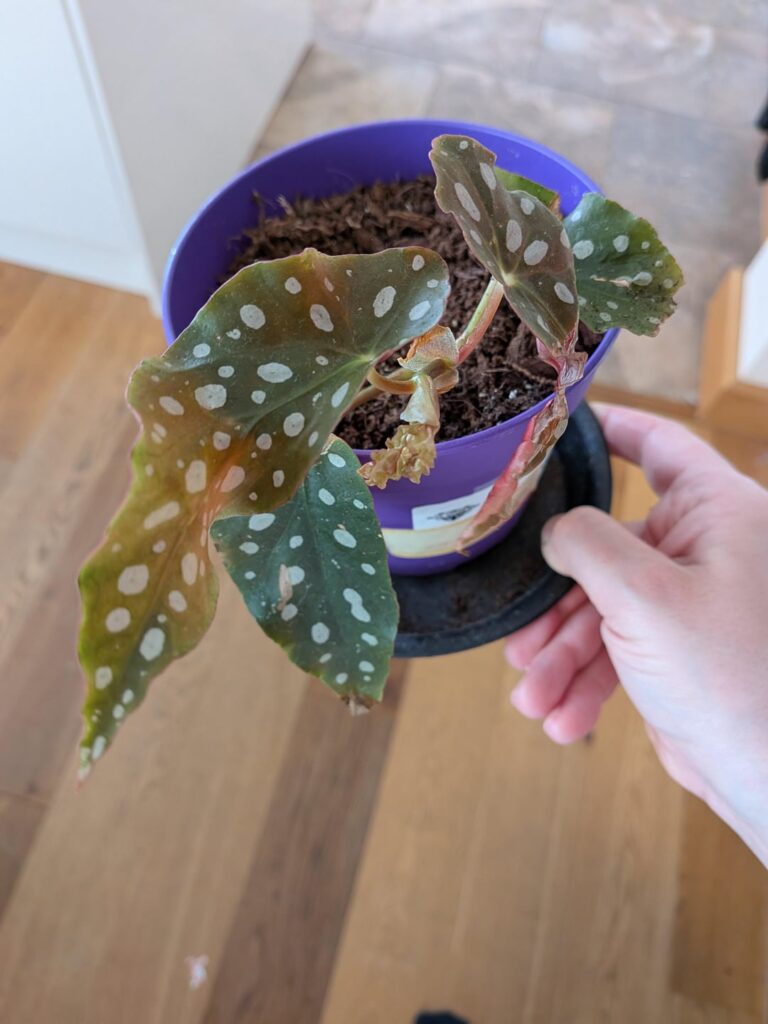 Is this cutting doing ok in soil?