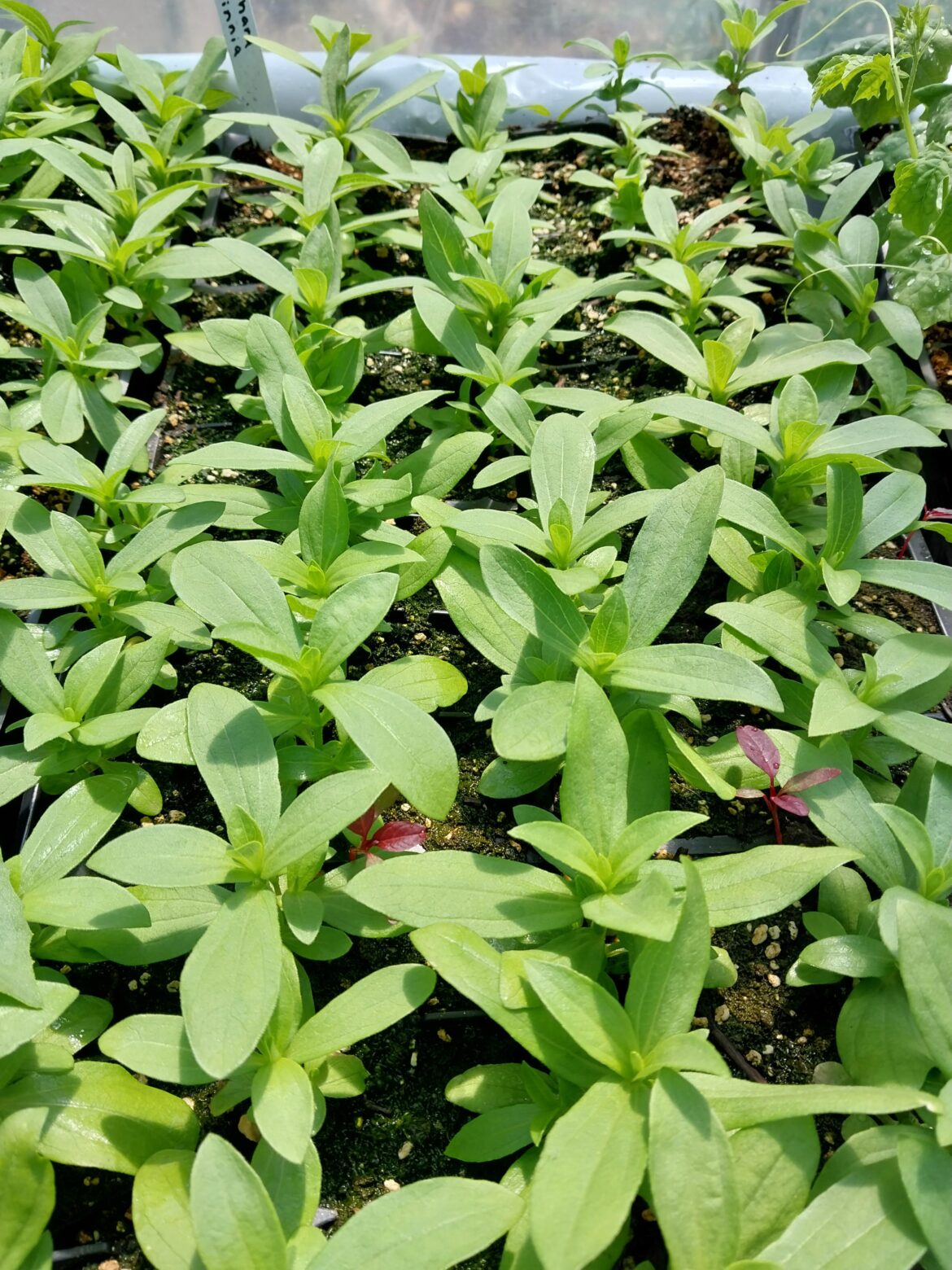 Dwarf zinnias