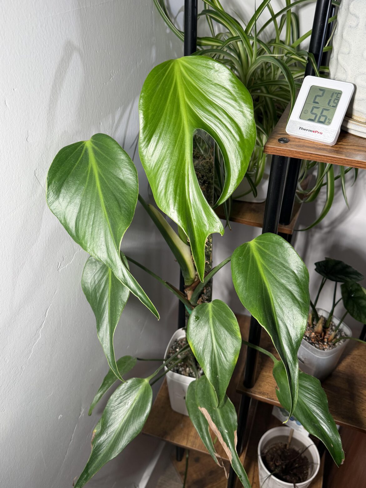 First fenestrated leaf on Burle Marx