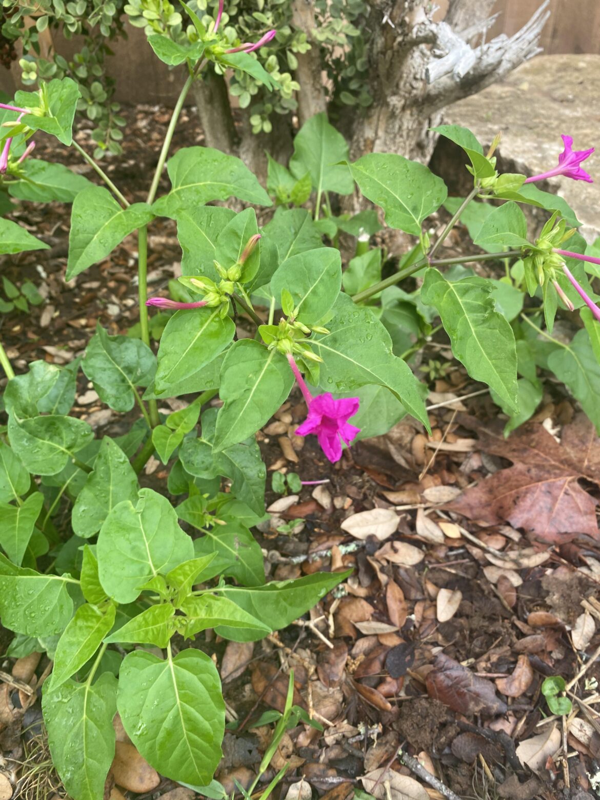 What is this / is it native?