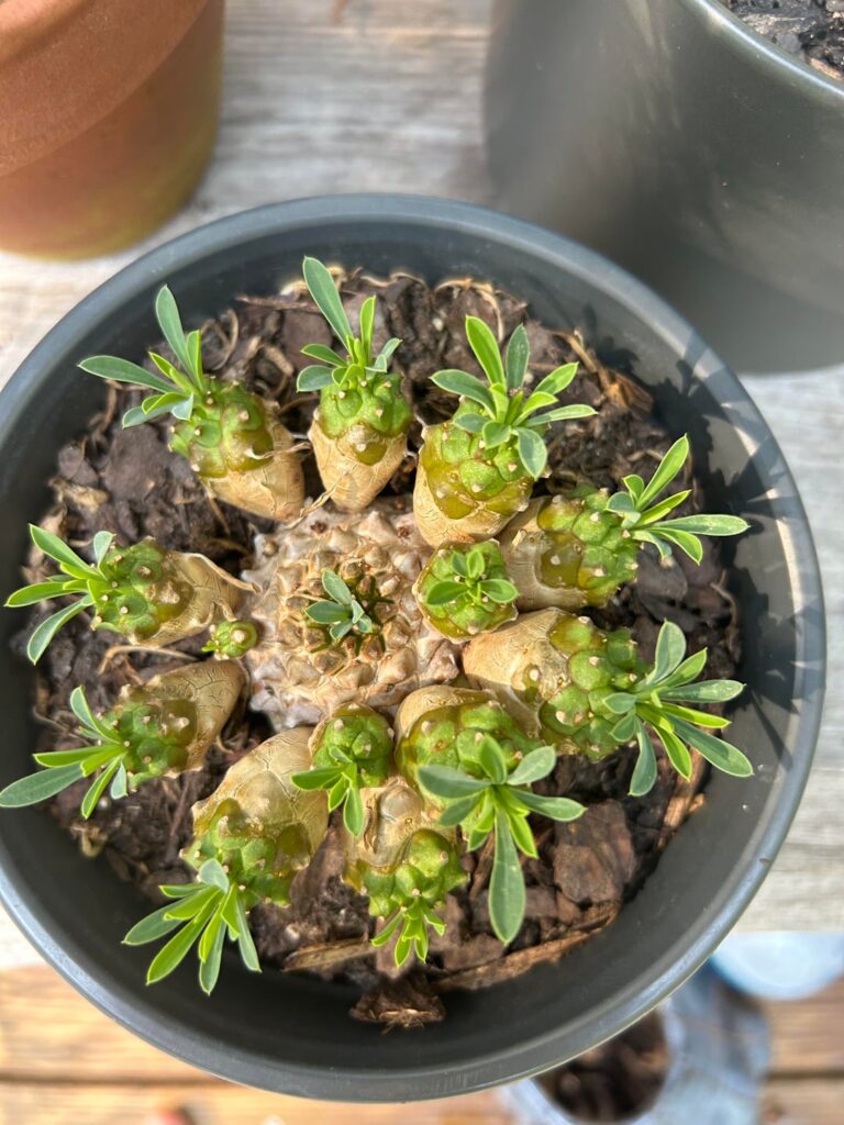 Help with ID