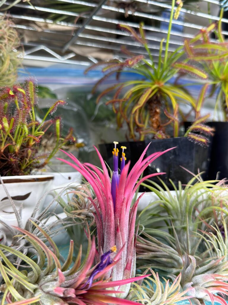 came back from a weekend away to a surprise big boy flower