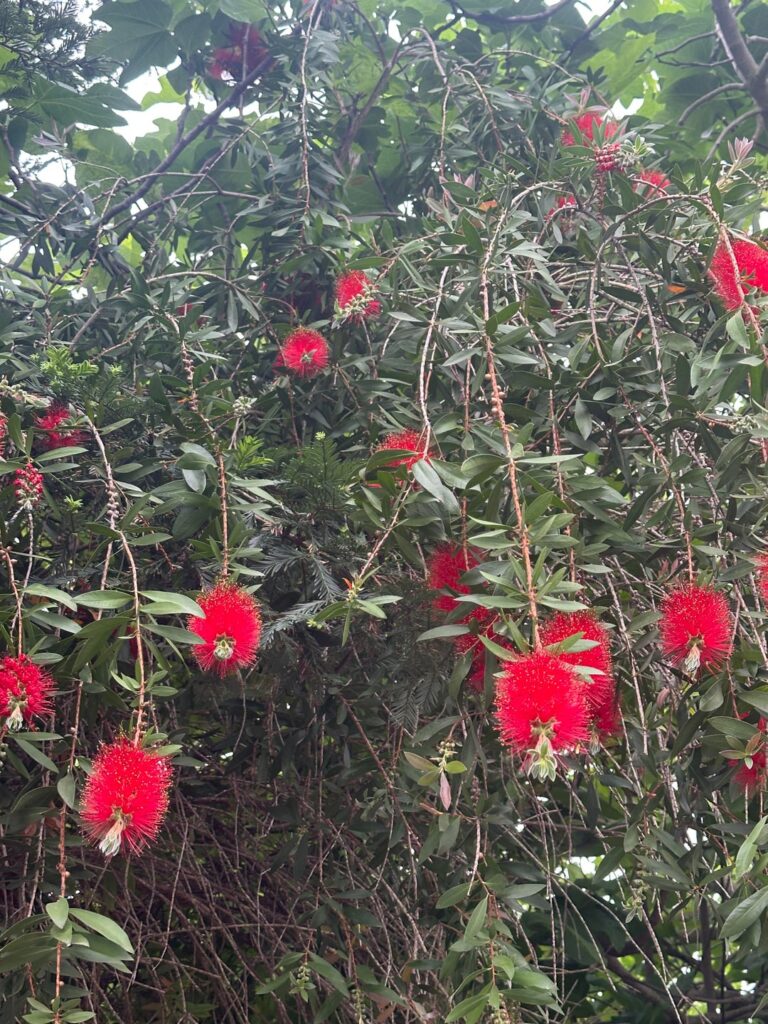 Interesting flower