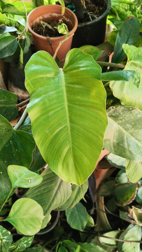 Philodendron Snow Drift?