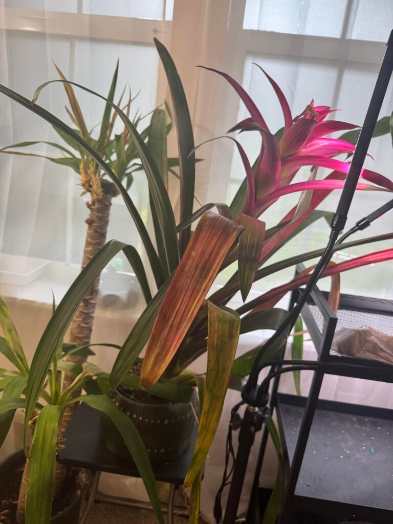 What’s wrong with my bromeliad? What’s wrong with my bromeliad?