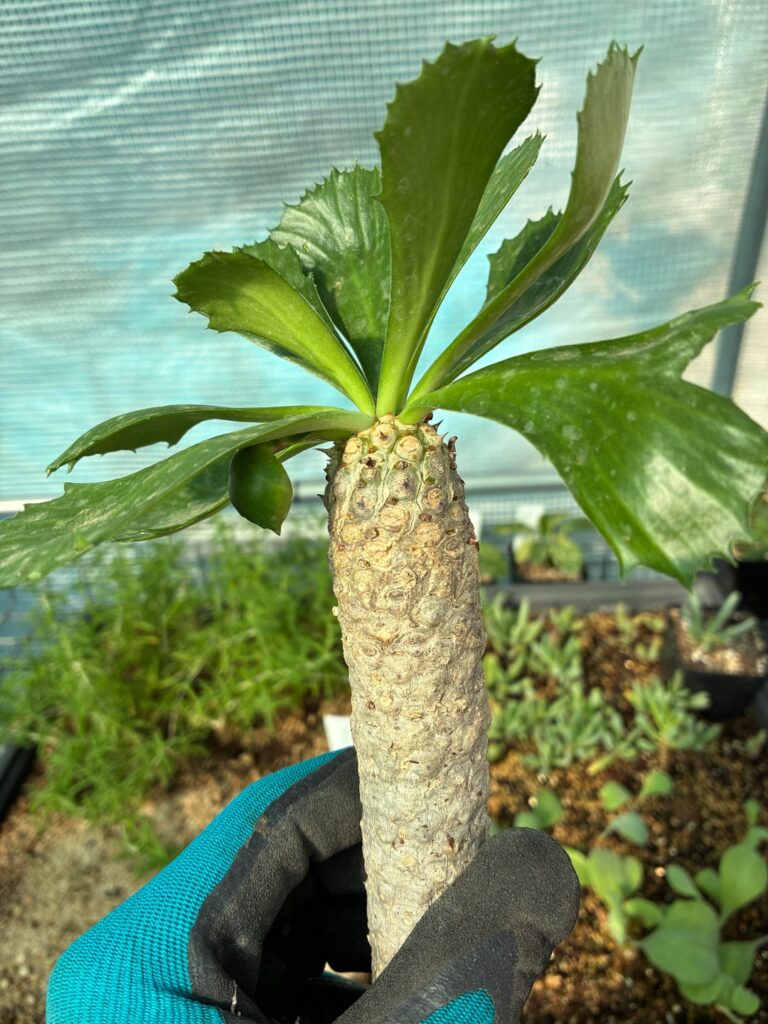 Is this Euphorbia poissoinii, or E. unispina?
