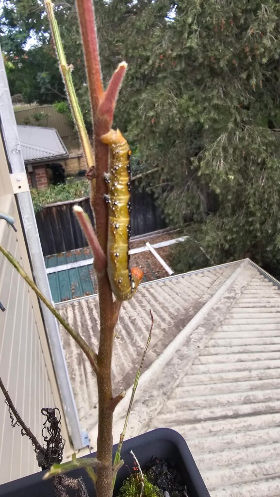 Caterpillar consumes little tree