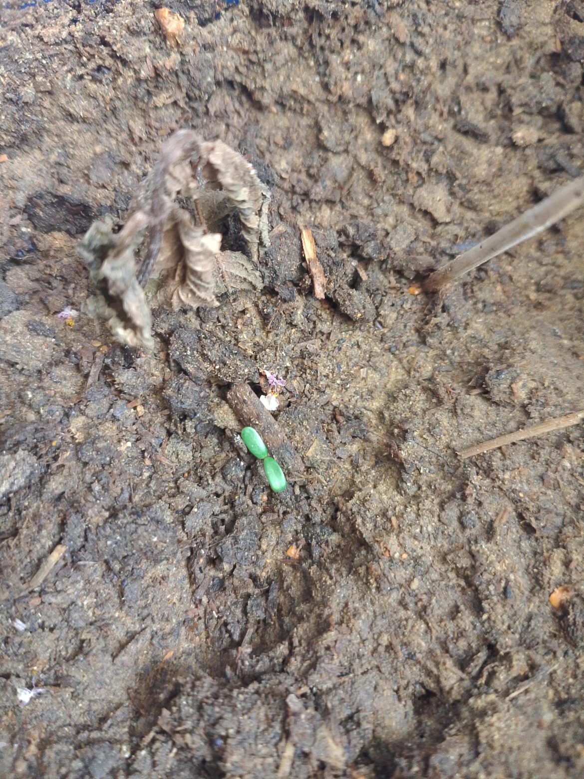 Identify the seedling: