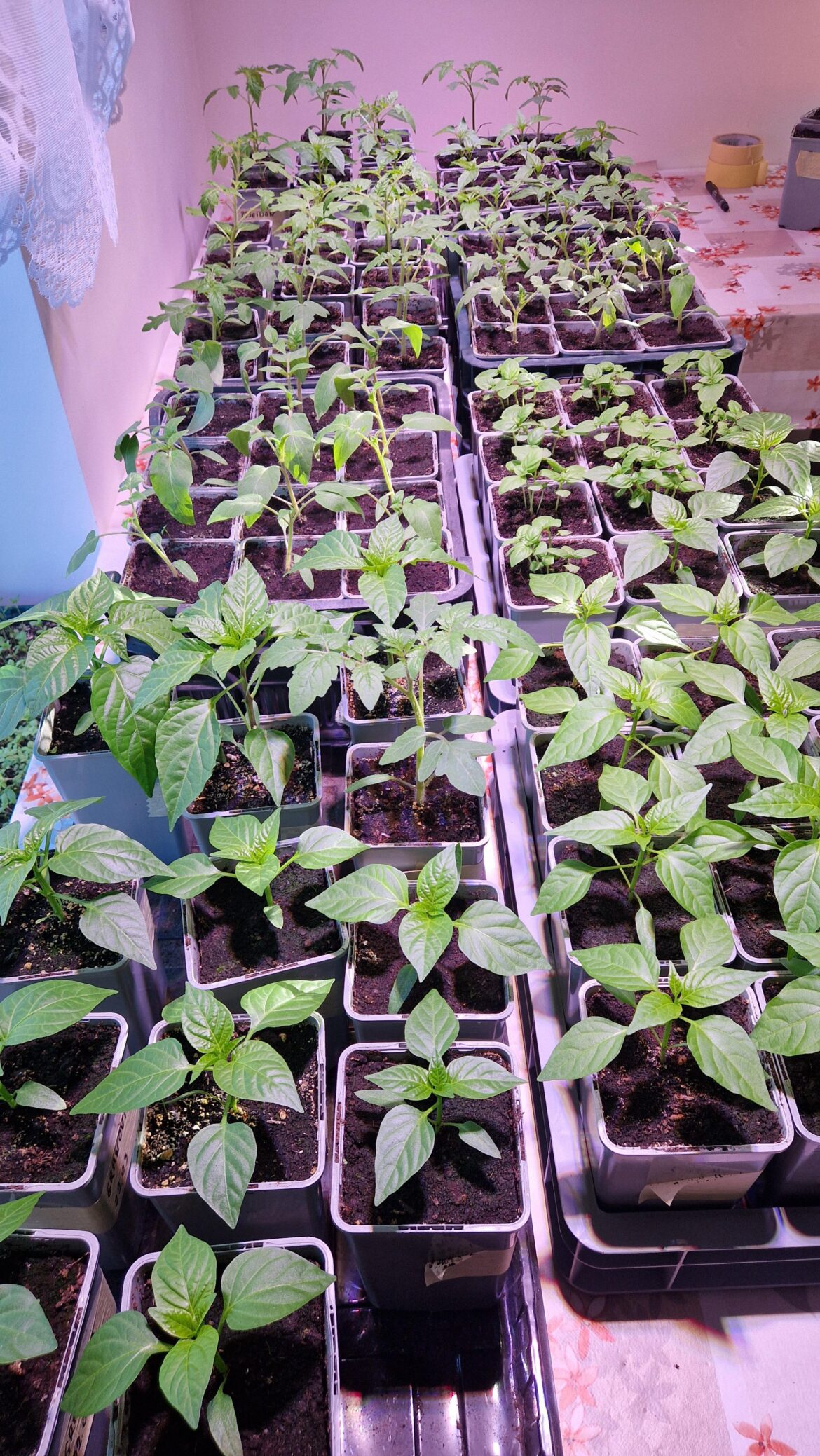 My wife says I have too many seedlings. My wife is wrong😂