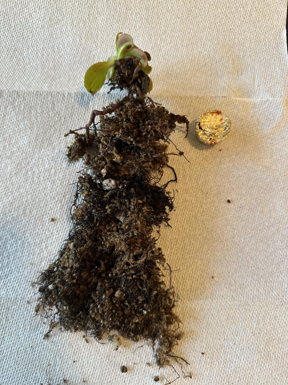 N. rajah root system