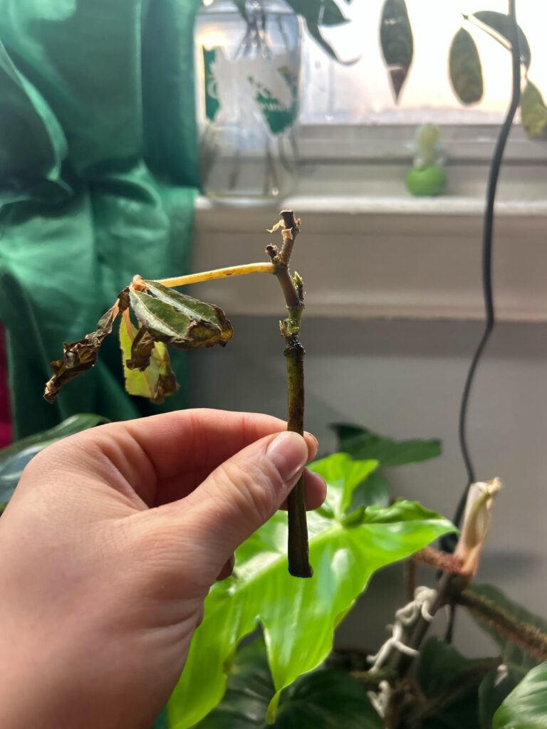 Prop help