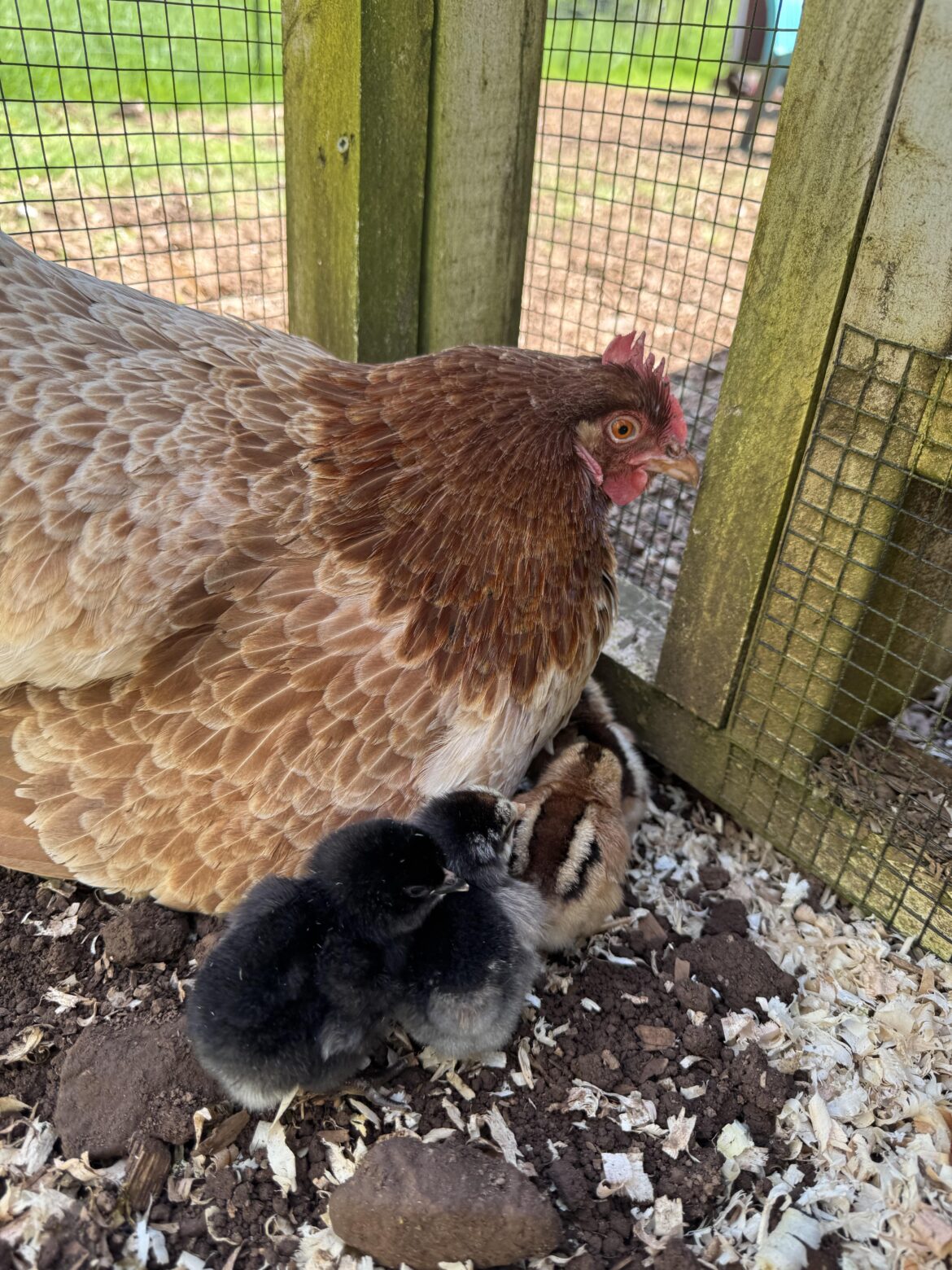 Peep peep!