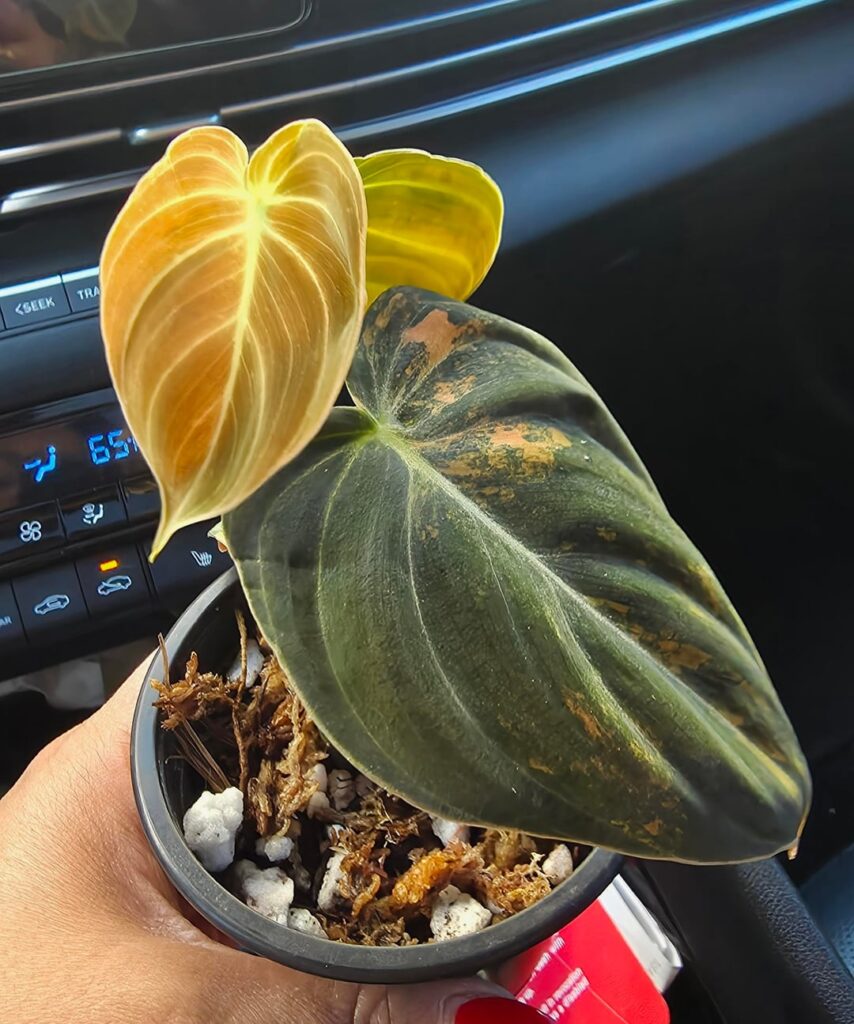 My new little baby!