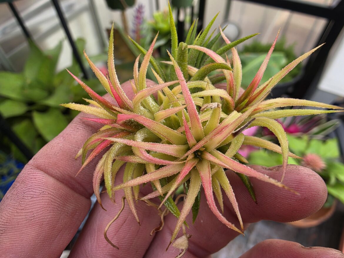Mexico clump blushing