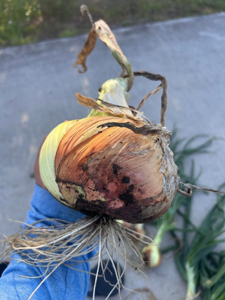 I’ll never complain about onion prices again