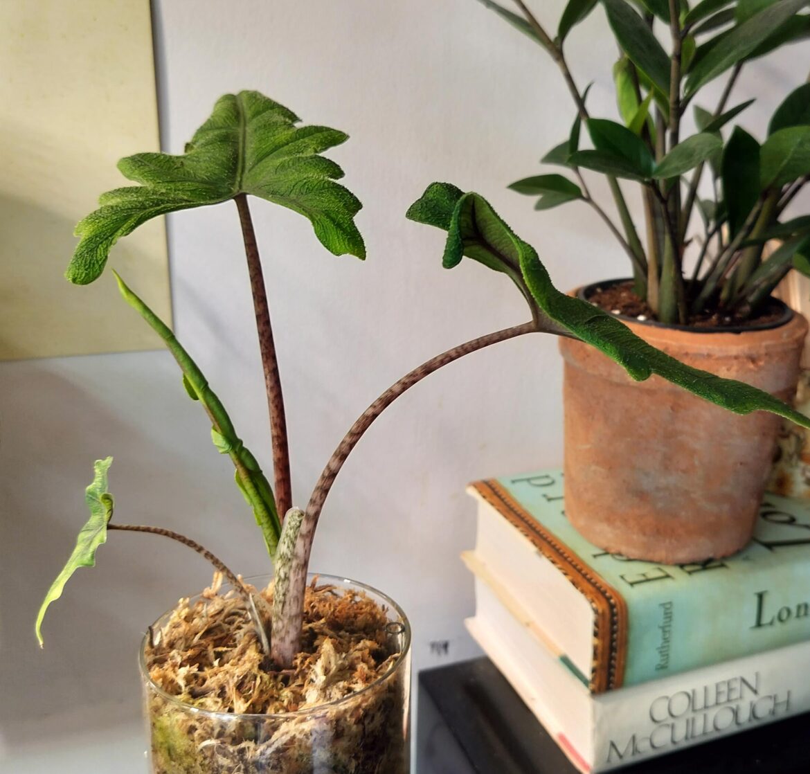 Another Moss & Leca Hack