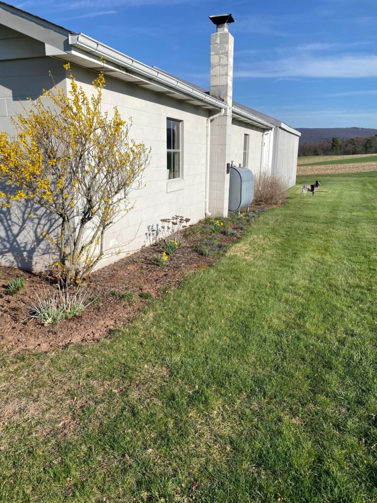 Will I have any issues or concerns planting raspberries? Will I have any issues or concerns planting raspberries?