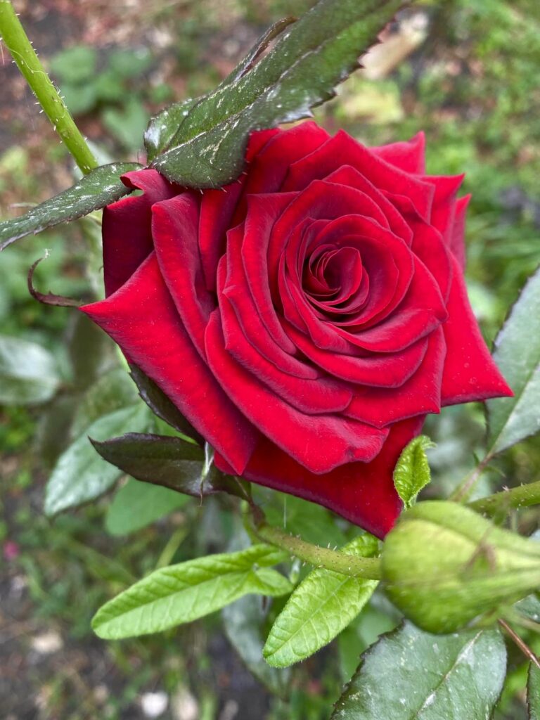My beautiful roses