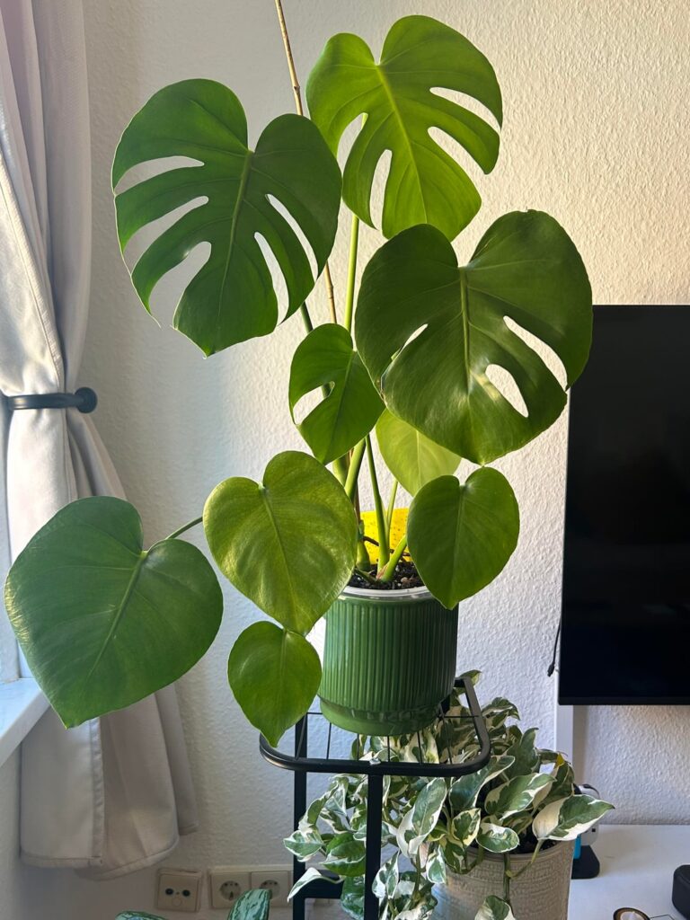 Slow growth? Slow growth?