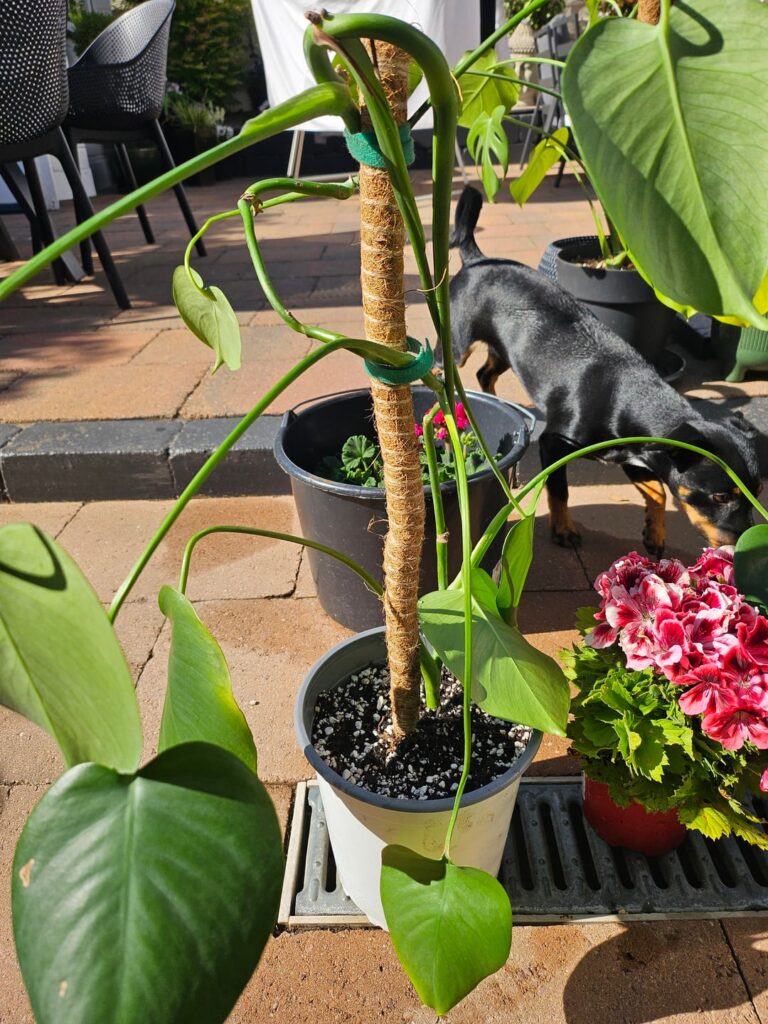How do I make my plants look less twinkish?