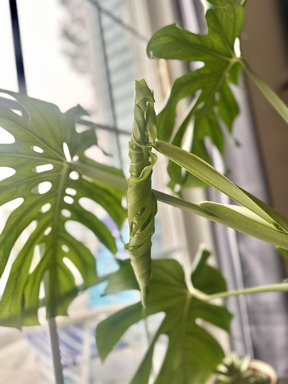 Newest unfurling 👀